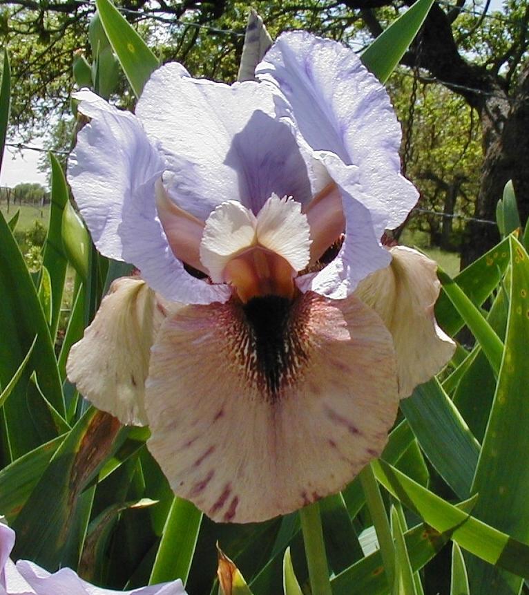 Photo of Arilbred Iris (Iris 'Esther, the Queen') uploaded by needrain
