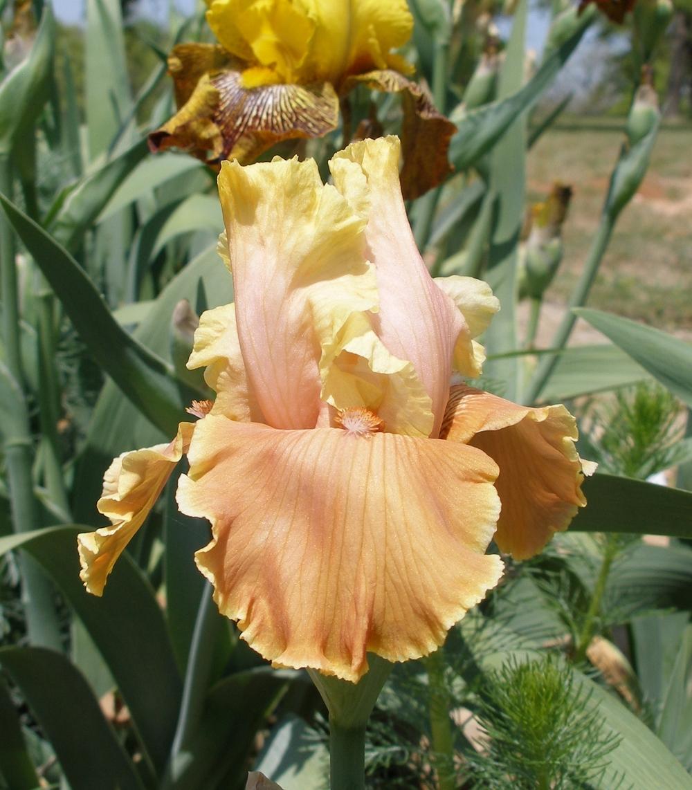 Photo of Tall Bearded Iris (Iris 'English Charm') uploaded by needrain