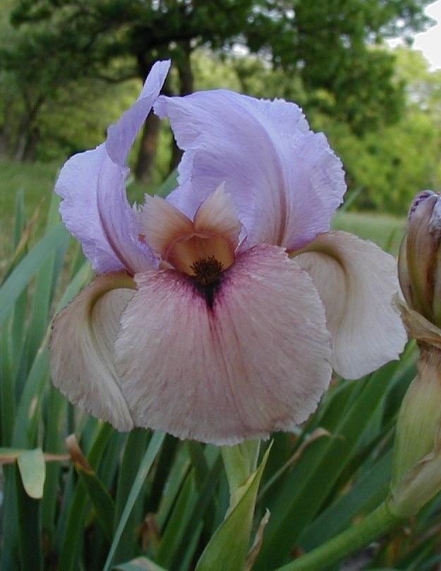 Photo of Arilbred Iris (Iris 'Expert Advice') uploaded by needrain