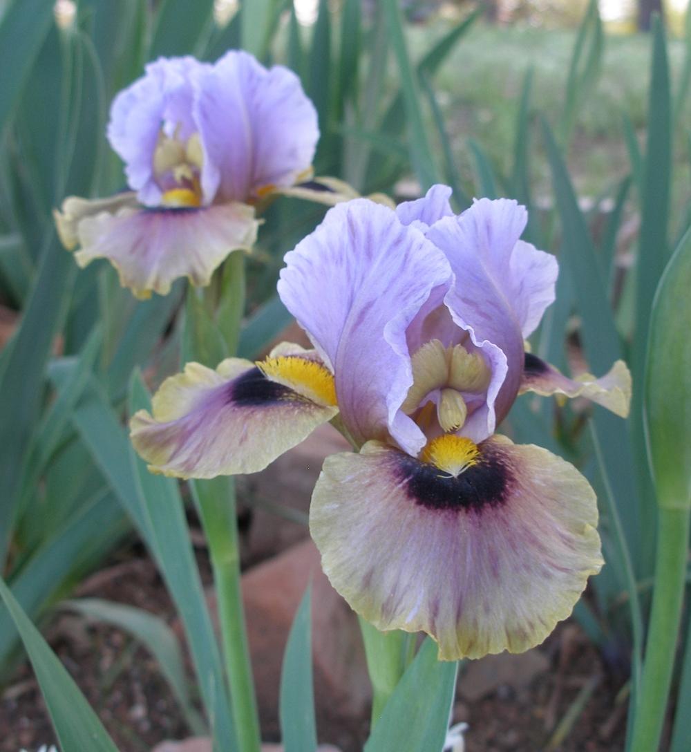 Photo of Arilbred Iris (Iris 'Eye to Eye') uploaded by needrain