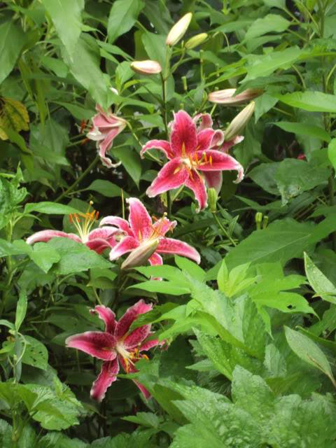 Photo of Oriental Lily (Lilium 'Star Gazer') uploaded by poisondartfrog