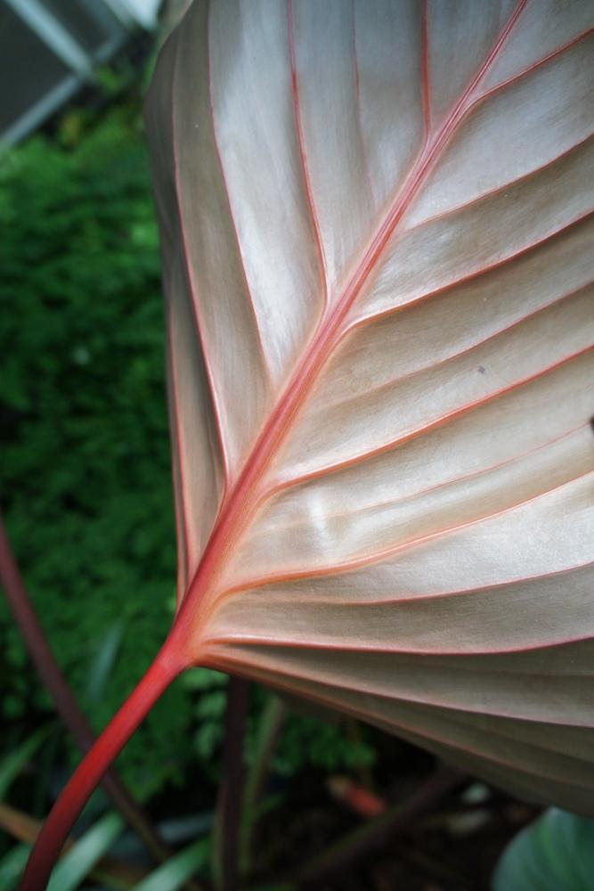 Photo of Shield Plant (Homalomena rubescens) uploaded by skylark
