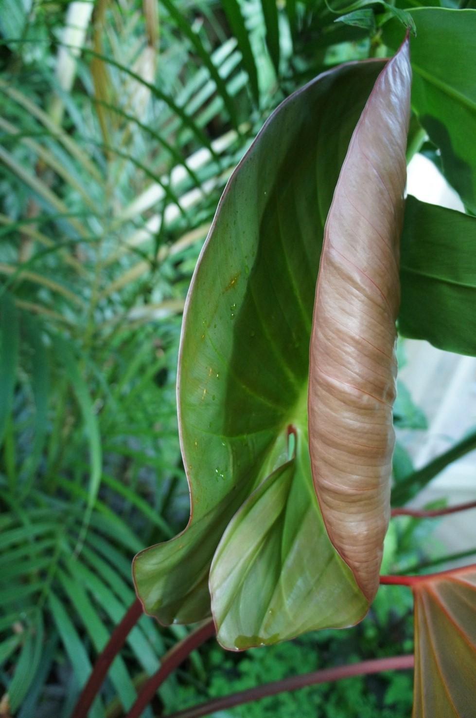 Photo of Shield Plant (Homalomena rubescens) uploaded by skylark