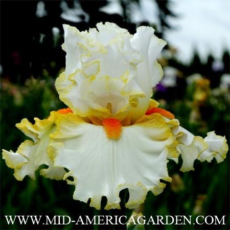 Photo of Tall Bearded Iris (Iris 'Stolen Sweets') uploaded by Calif_Sue