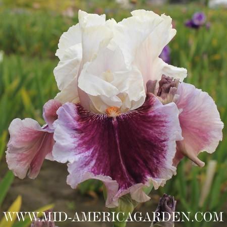 Photo of Tall Bearded Iris (Iris 'Strawberry Freeze') uploaded by Calif_Sue