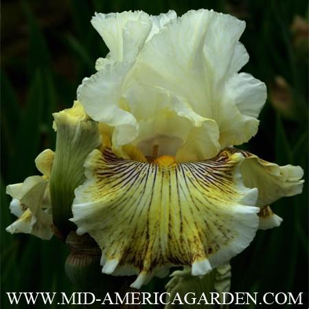 Photo of Tall Bearded Iris (Iris 'Spring Madness') uploaded by Calif_Sue