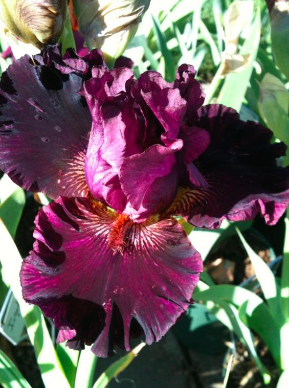Photo of Tall Bearded Iris (Iris 'Swordsman') uploaded by Moiris
