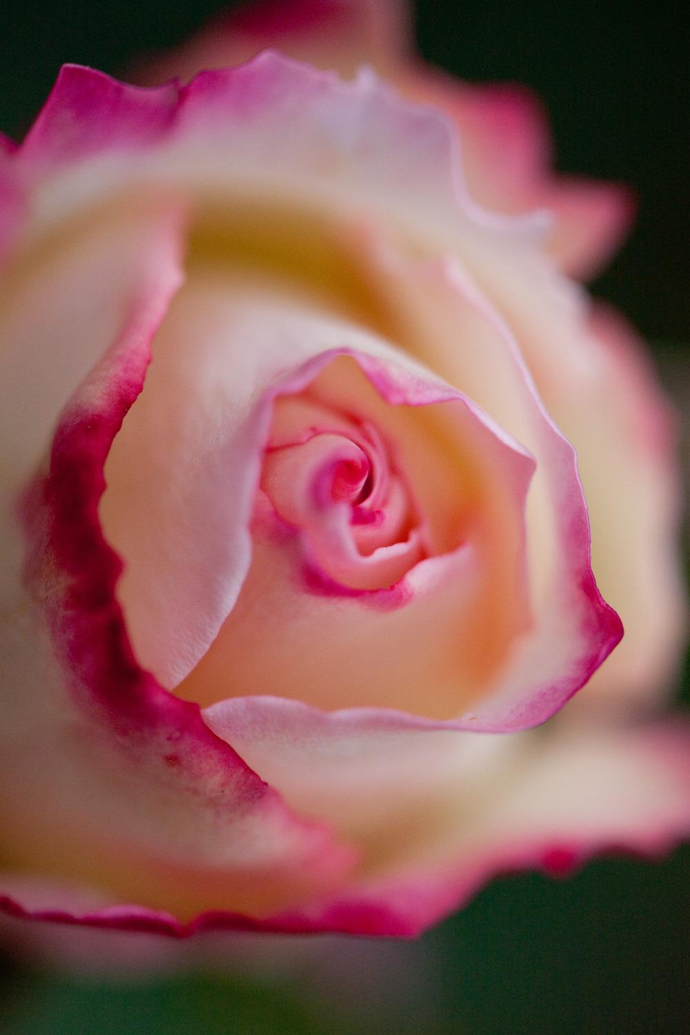 Photo of Rose (Rosa 'Charles Aznavour') uploaded by admin