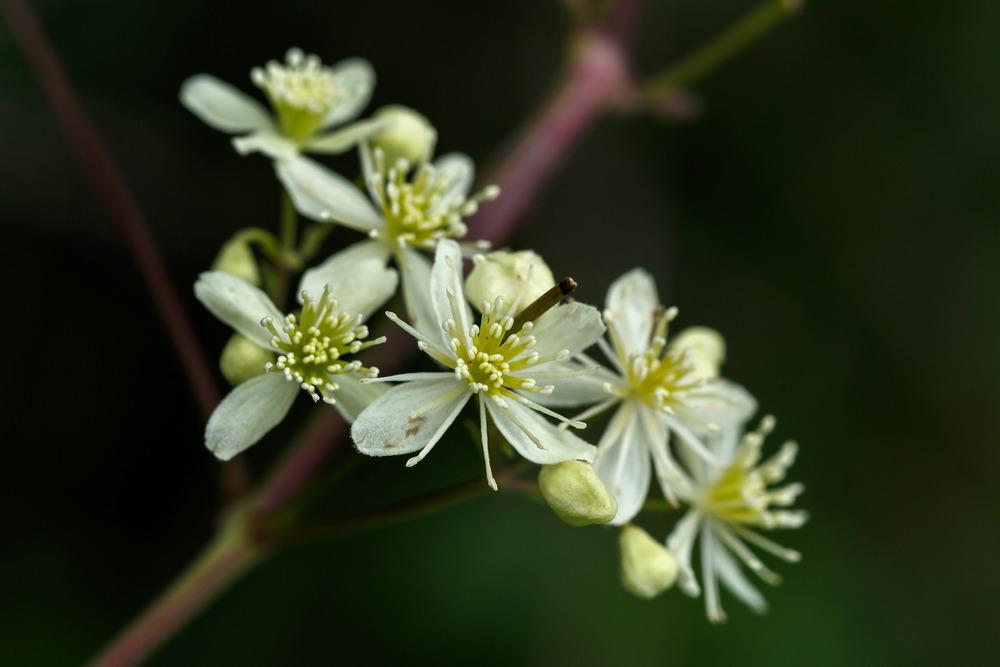 Photo of American Virgin's Bower (Clematis virginiana) uploaded by admin