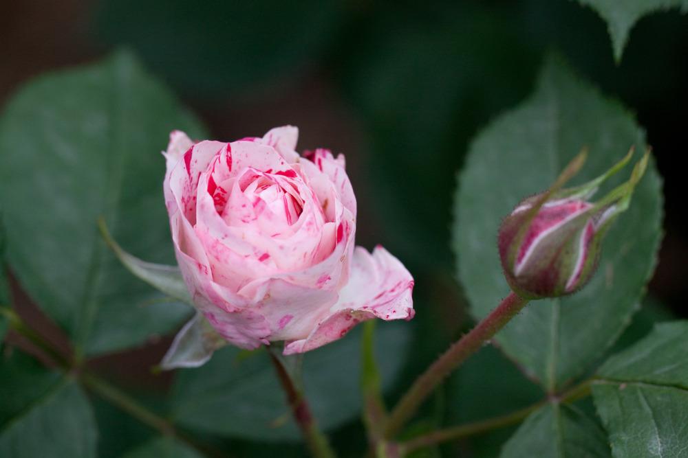 Photo of Rose (Rosa 'Arabesque') uploaded by admin