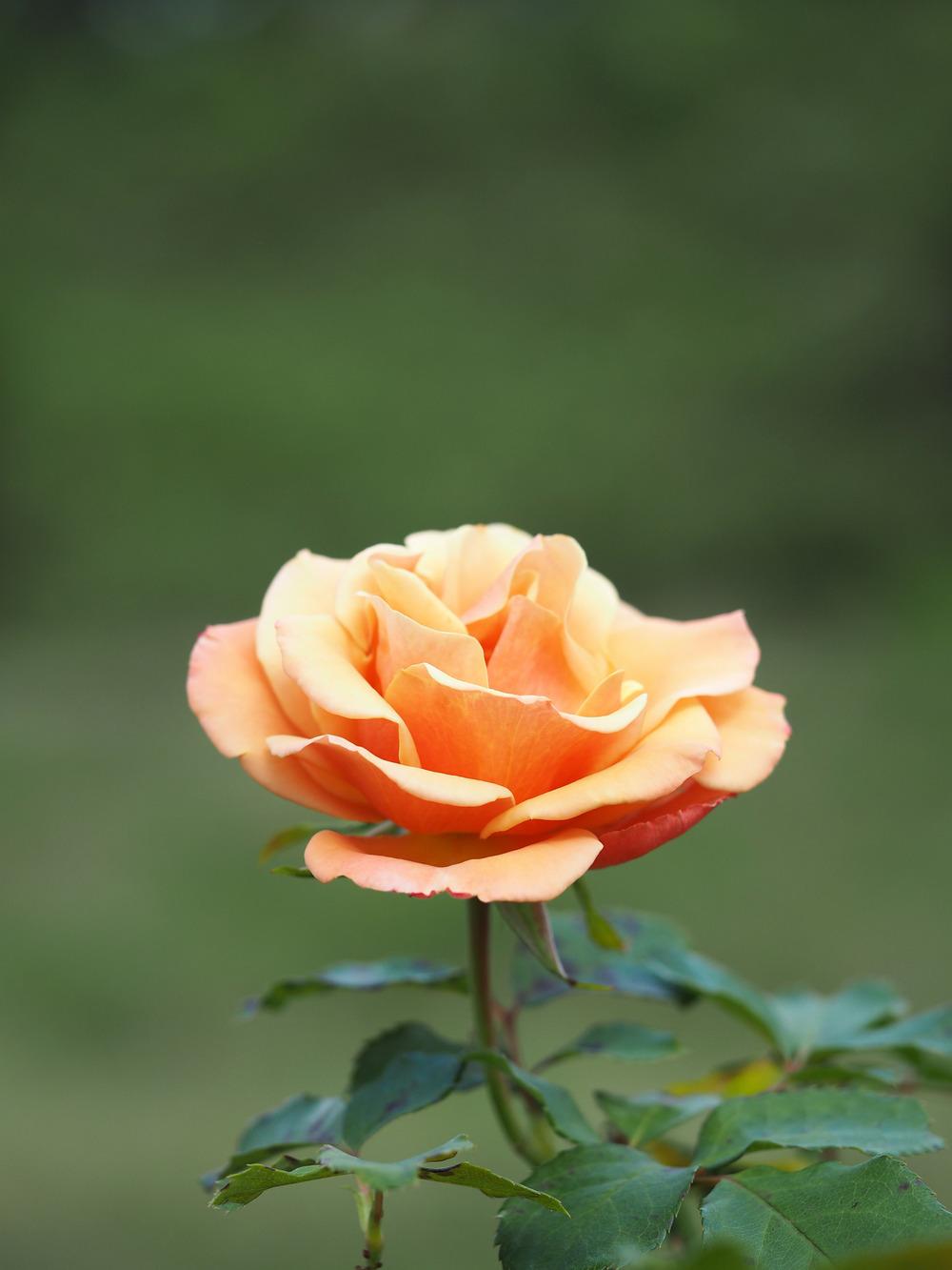 Photo of Floribunda Rose (Rosa 'Singin' in the Rain') uploaded by admin