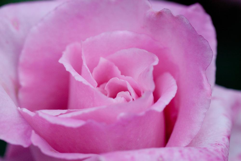 Photo of Rose (Rosa 'Sakuragai') uploaded by admin