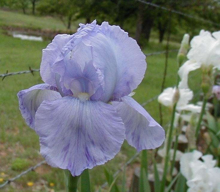 Photo of Arilbred Iris (Iris 'Frances Craig') uploaded by needrain