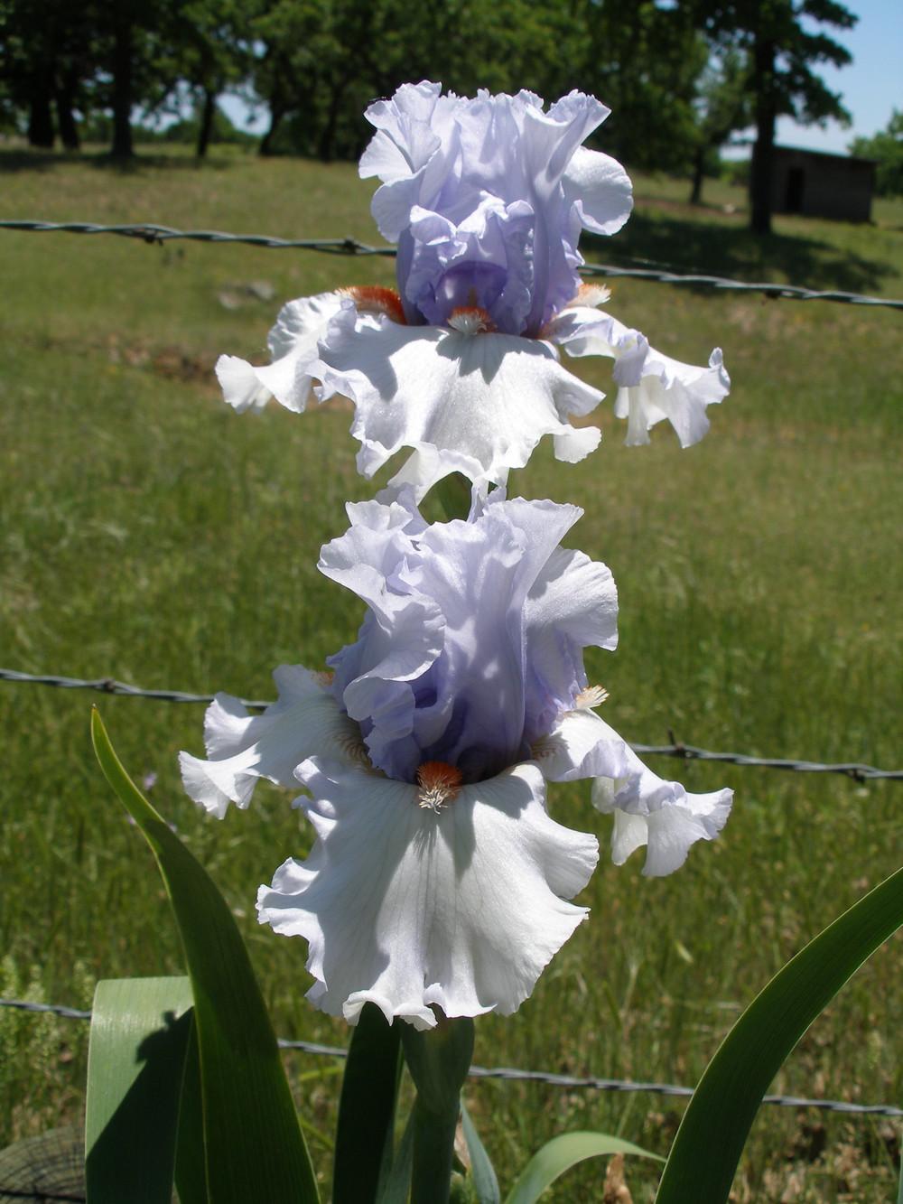 Photo of Tall Bearded Iris (Iris 'Friendly Fire') uploaded by needrain