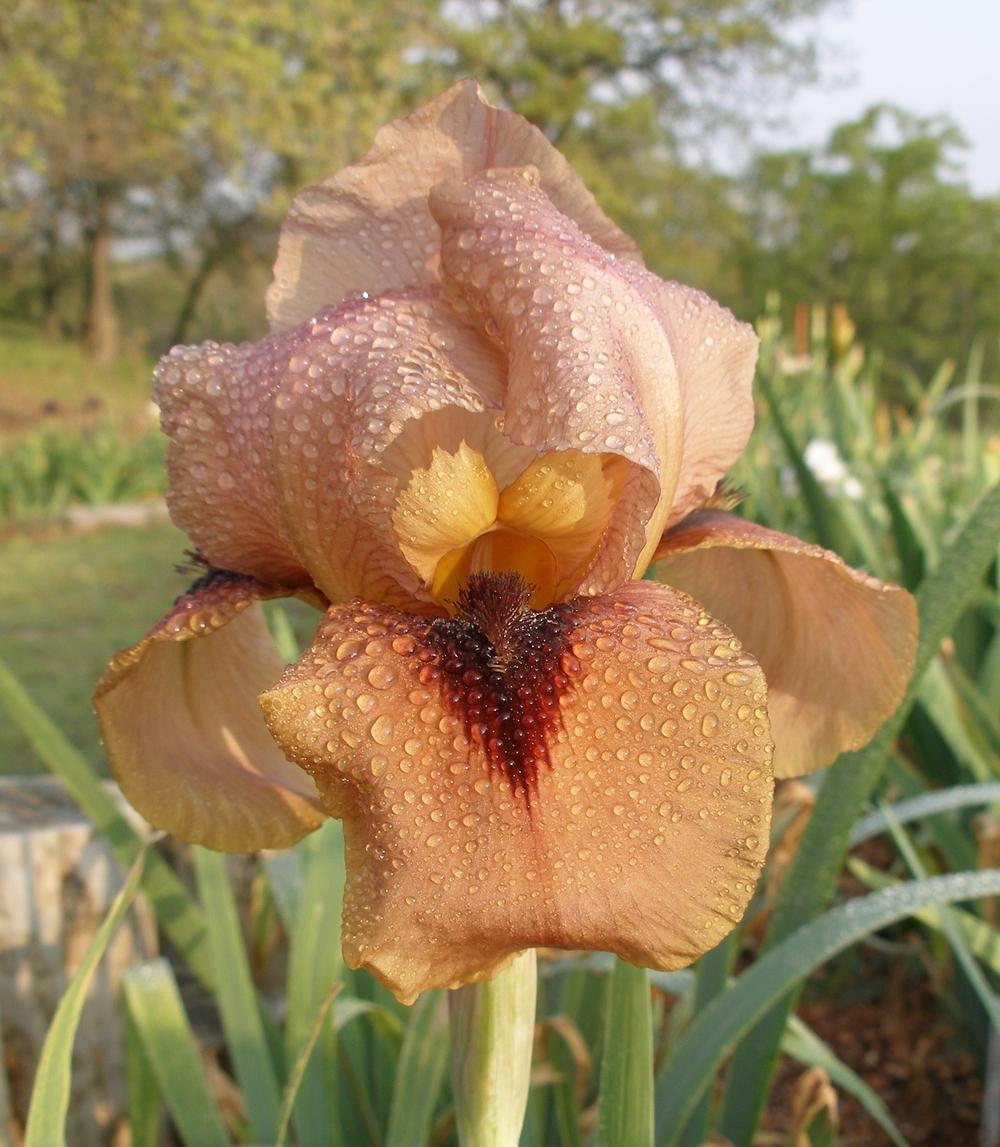 Photo of Arilbred Iris (Iris 'Frontier Spirit') uploaded by needrain
