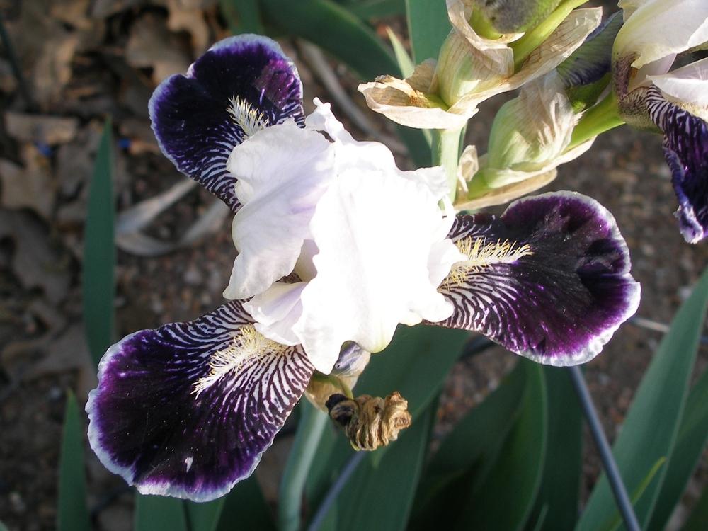 Photo of Miniature Tall Bearded Iris (Iris 'Frosted Velvet') uploaded by needrain