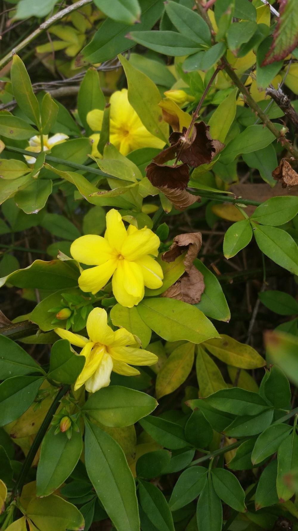 Photo of Weeping Forsythia (Forsythia suspensa) uploaded by value4dollars