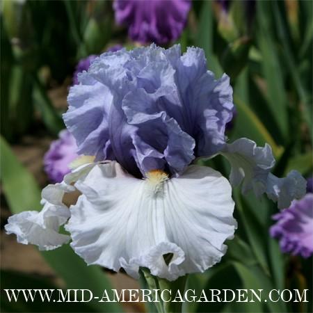 Photo of Tall Bearded Iris (Iris 'Toast of the Town') uploaded by Calif_Sue