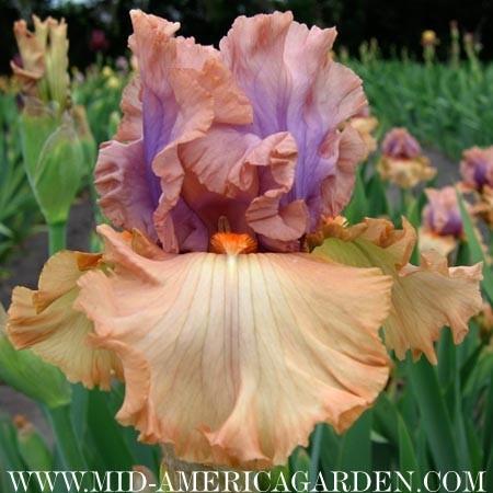 Photo of Tall Bearded Iris (Iris 'Tempesto') uploaded by Calif_Sue