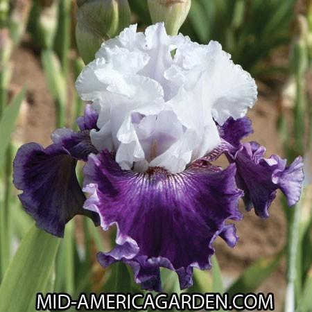 Photo of Tall Bearded Iris (Iris 'Taking Chances') uploaded by Calif_Sue