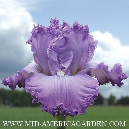Photo of Tall Bearded Iris (Iris 'Super Model') uploaded by Calif_Sue
