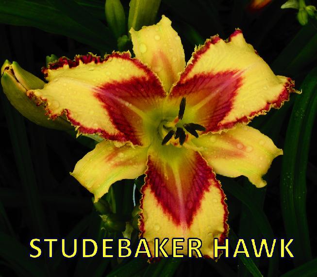Photo of Daylily (Hemerocallis 'Studebaker Hawk') uploaded by Joy