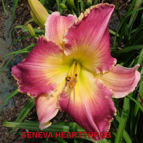 Photo of Daylily (Hemerocallis 'Geneva Heartthrob') uploaded by Joy