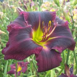 
Photo Courtesy of Riverbend Daylily Garden. Used with Permission