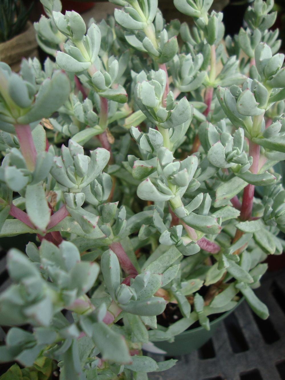 Photo of Pink Ice Plant (Oscularia deltoides) uploaded by Paul2032