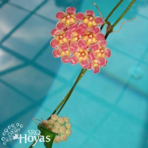 Photo of Wax Plant (Hoya davidcummingii) uploaded by SRQHoyas