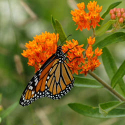ATP Podcast #95: Save the Monarchs: Grow Milkweed!