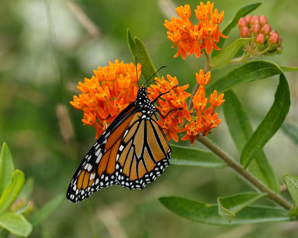 Photo of Butterfly Milkweed (Asclepias tuberosa) uploaded by admin