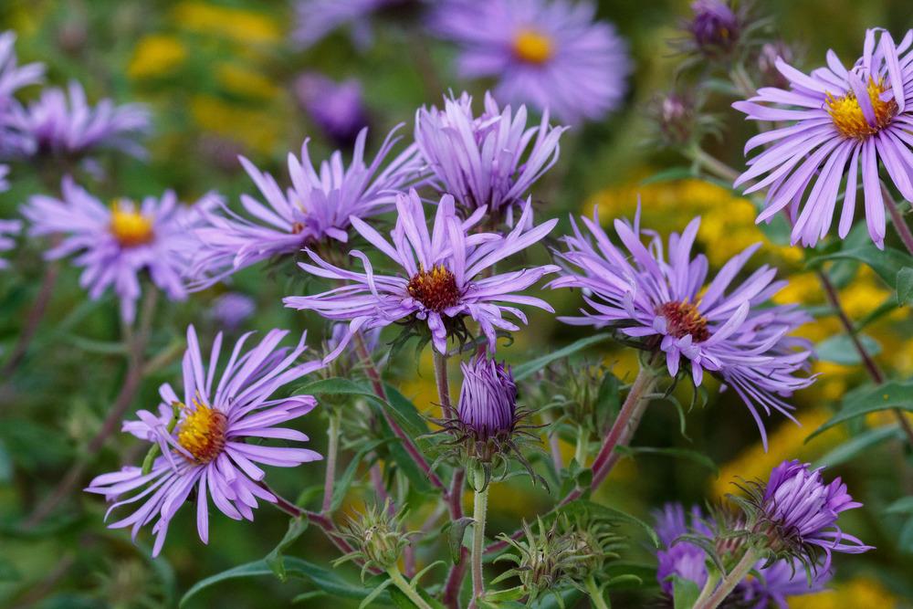 Photo of New England Aster (Symphyotrichum novae-angliae) uploaded by admin
