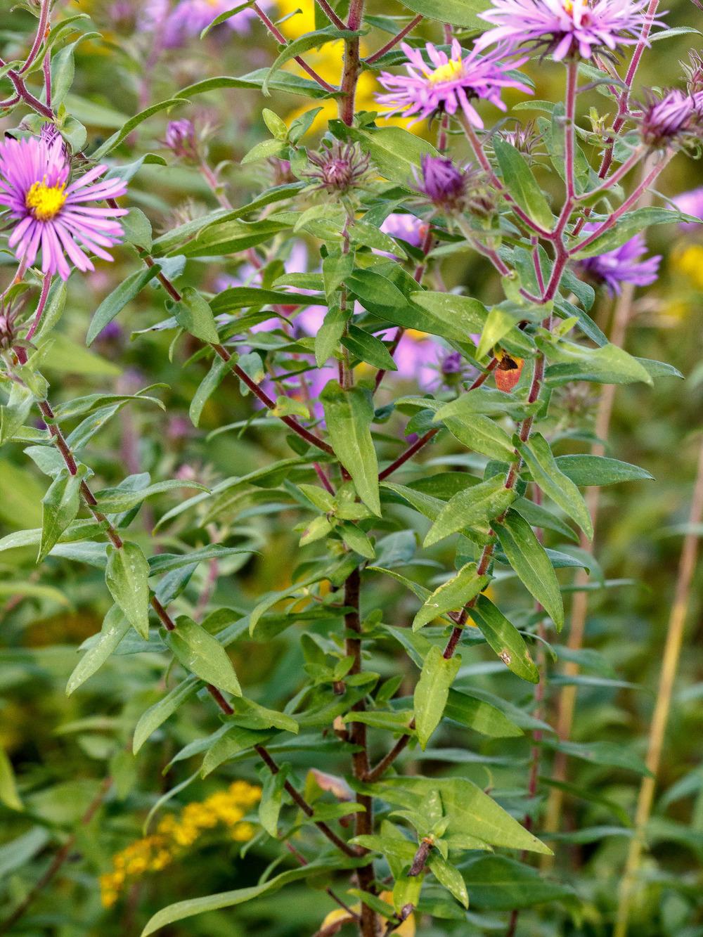Photo of New England Aster (Symphyotrichum novae-angliae) uploaded by admin