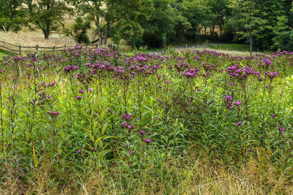Photo of Smooth Ironweed (Vernonia fasciculata) uploaded by admin