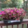 coleus Fairway Rose in planter