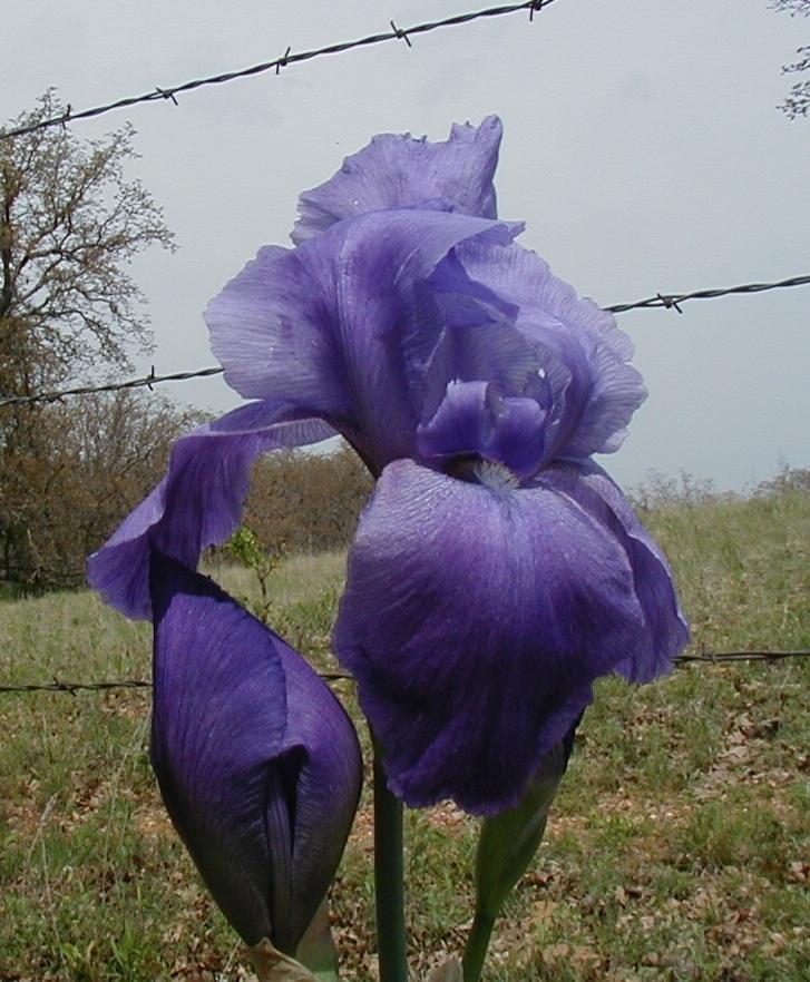 Photo of Arilbred Iris (Iris 'Giant Mohr') uploaded by needrain