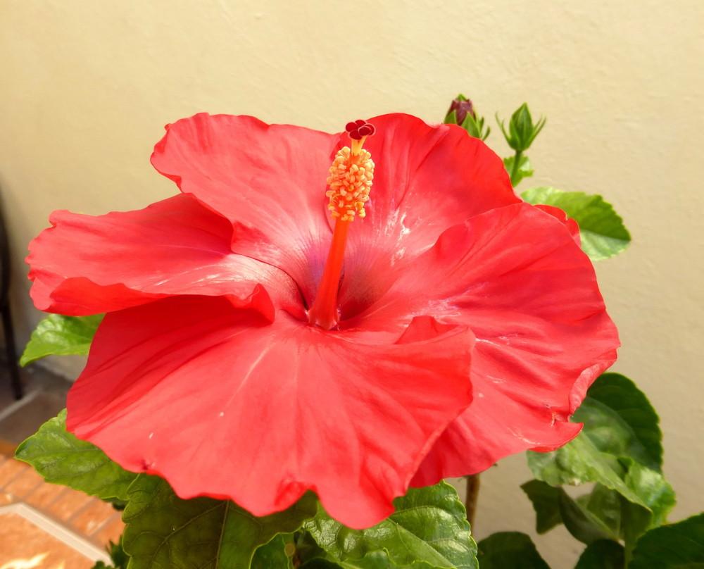 Photo of Hibiscus uploaded by vitrsna
