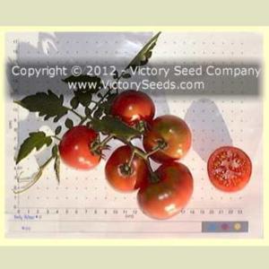 Image used with permission of the Victory Seed Company