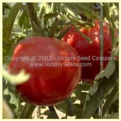 Location: Victory Seed Company - Liberal, OR
Image used with permission of the Victory Seed Company