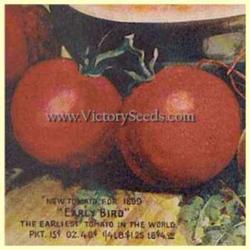 
1899 catalog image - Courtesy of the Victory Seed Company