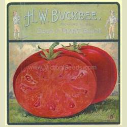 
1902 Buckbee catalog image - Courtesy of the Victory Seed Company