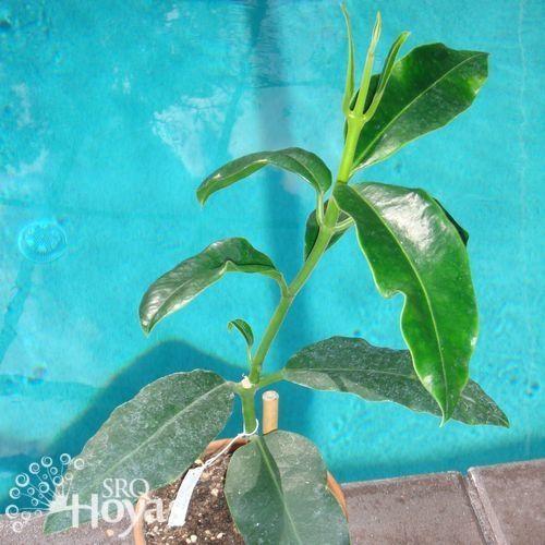 Photo of Honey Plant (Hoya imperialis) uploaded by SRQHoyas