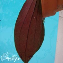 Location: SRQHoyas
Hoya erythrina IML 415