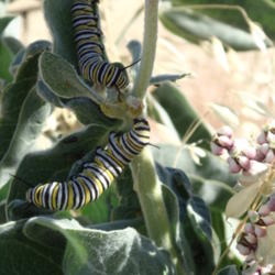 Location: Asclepias eriocarpa Monarch caterpillars 1
Date: 2014-07-13
Credit USFWS