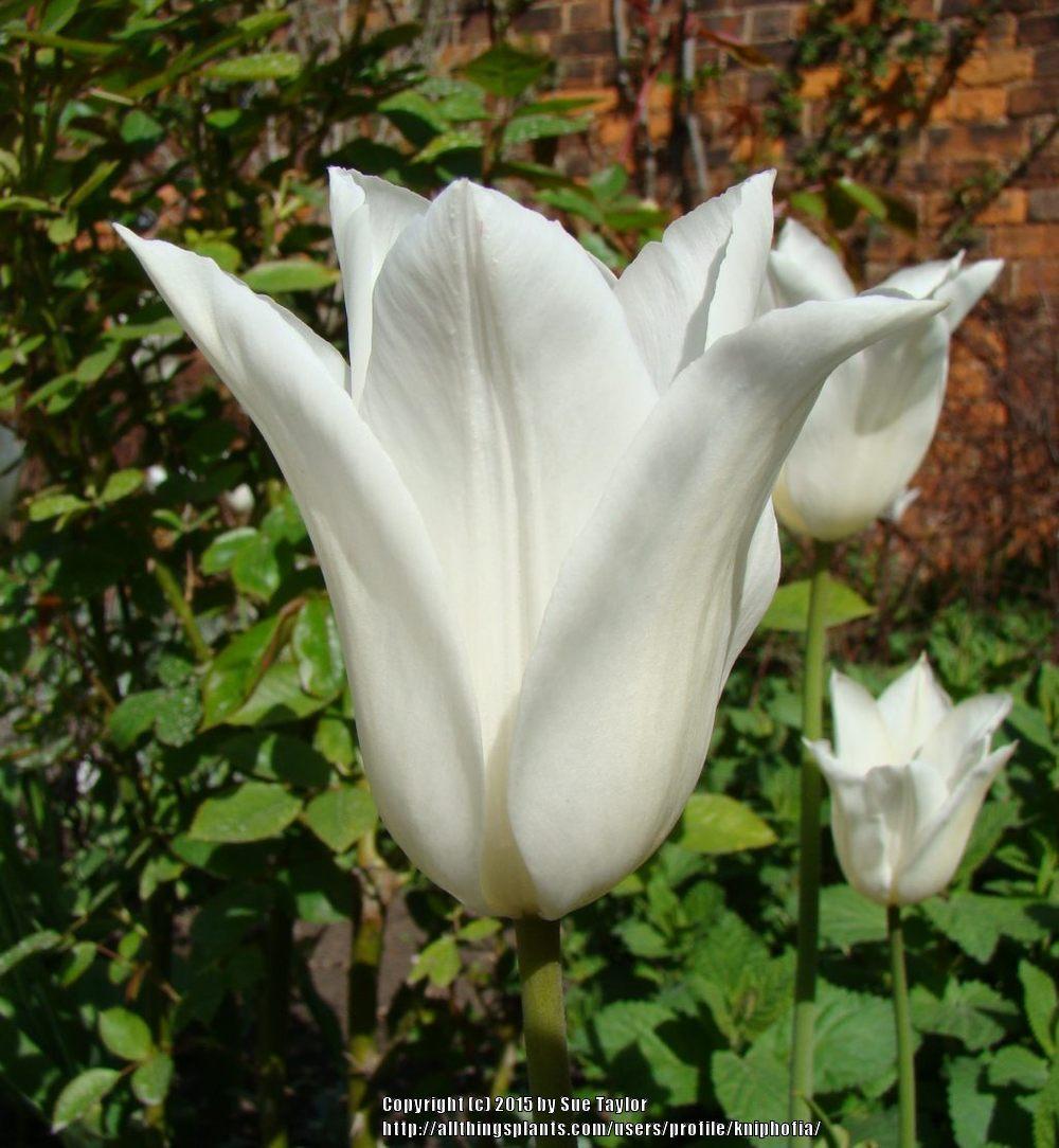 Photo of Lily-Flowered Tulip (Tulipa 'White Triumphator') uploaded by kniphofia