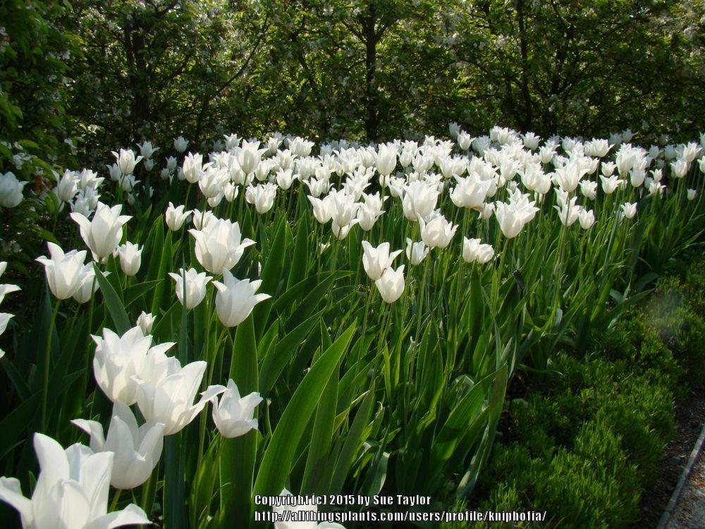 Photo of Lily-Flowered Tulip (Tulipa 'White Triumphator') uploaded by kniphofia