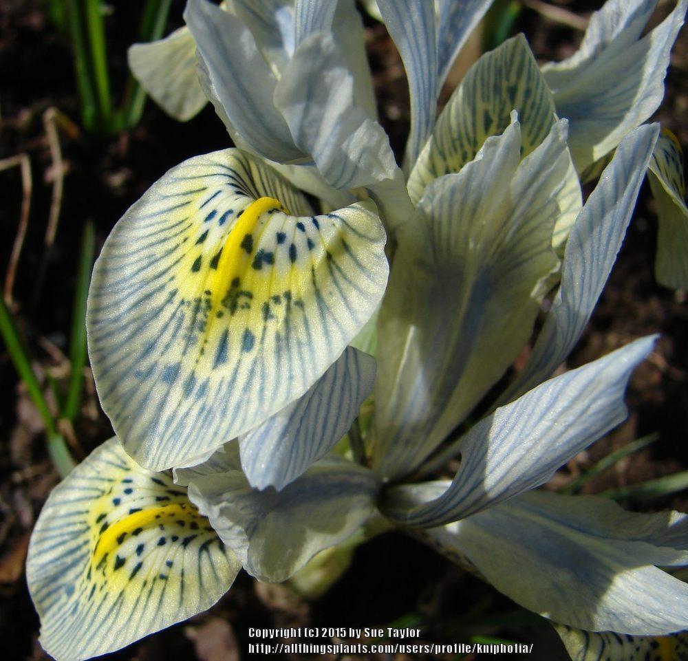 Photo of Reticulated Iris (Iris 'Katharine Hodgkin') uploaded by kniphofia