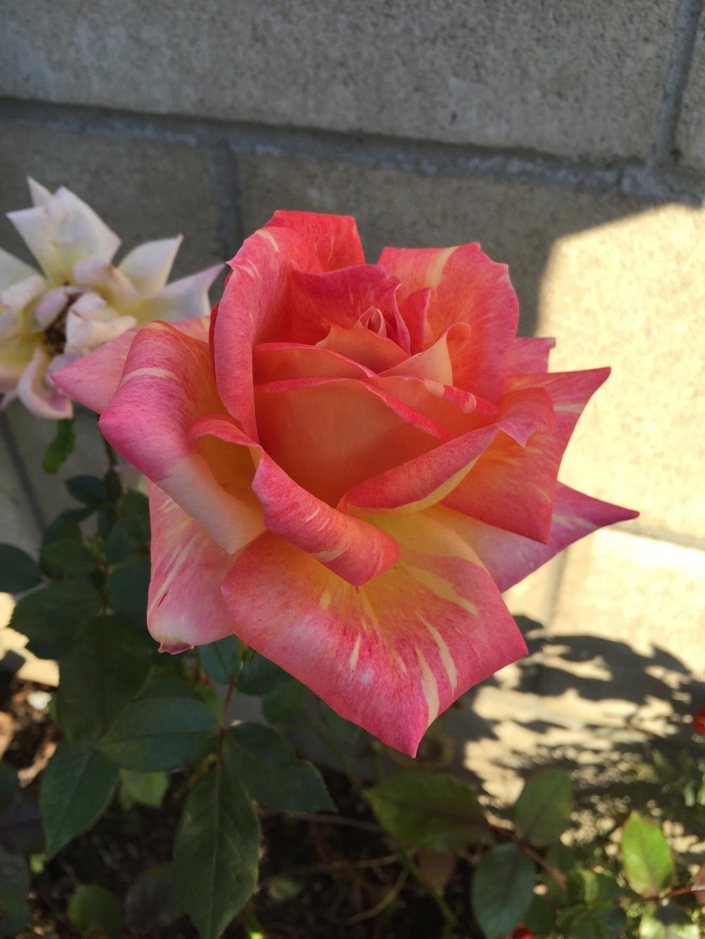 Photo of Rose (Rosa 'Harry Wheatcroft') uploaded by mattmackay22