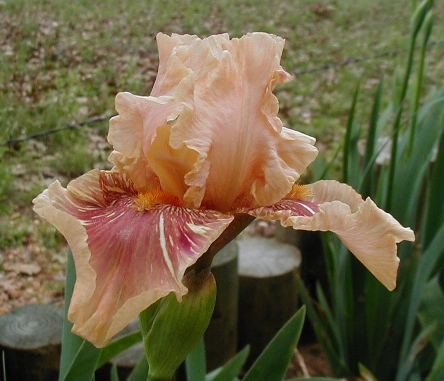 Photo of Tall Bearded Iris (Iris 'Hyenasicle') uploaded by needrain